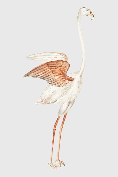 Vintage Pełnej Długości Wektor Flamingo Ilustracji — Wektor stockowy