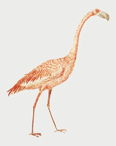 Vintage Pełnej Długości Wektor Flamingo Ilustracji — Wektor stockowy