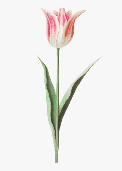 Vintage Tulipano Fiore Illustrazione Vettore — Vettoriale Stock