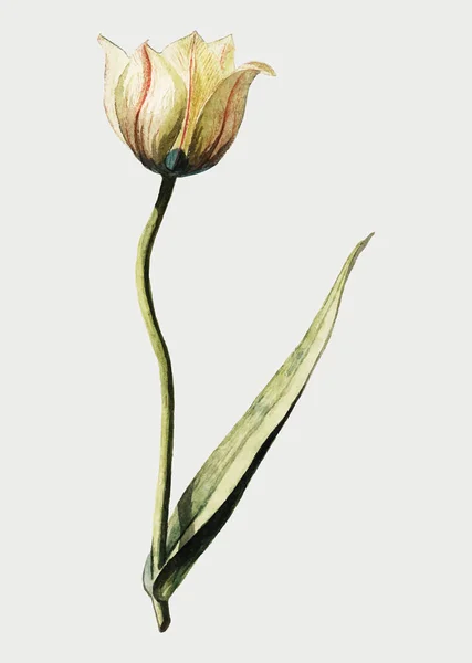 Ilustración Flor Tulipán Vintage Vector — Archivo Imágenes Vectoriales