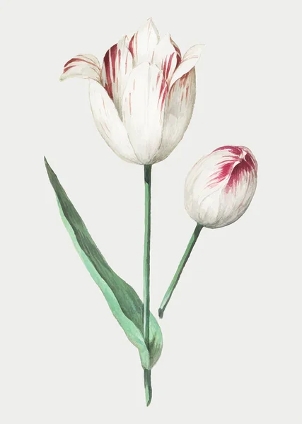 Vintage Tulipa Flor Ilustração Vetor —  Vetores de Stock