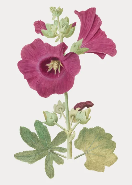 Vintage Hollyhock Kwiat Ilustracja Wektor — Wektor stockowy