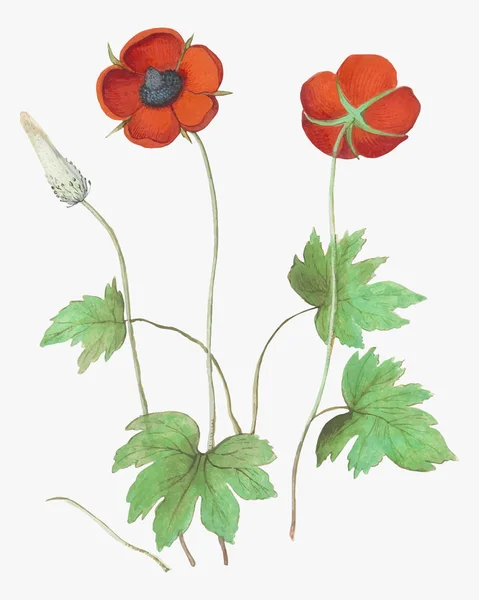 Vintage Rote Anemonenblume Illustration Vektor — Stockvektor