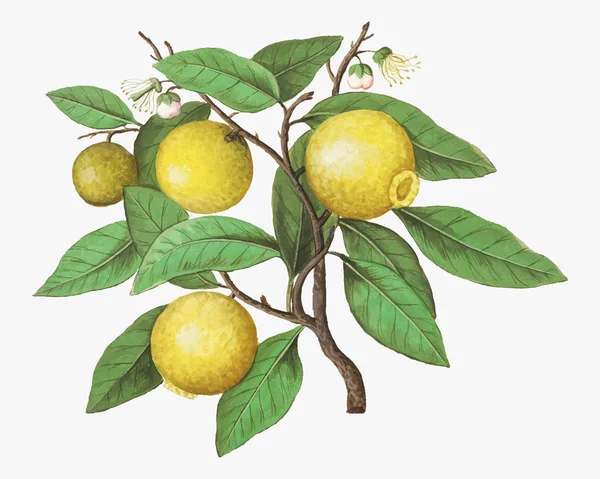 ベクトルでヴィンテージレモンの枝イラスト — ストックベクタ