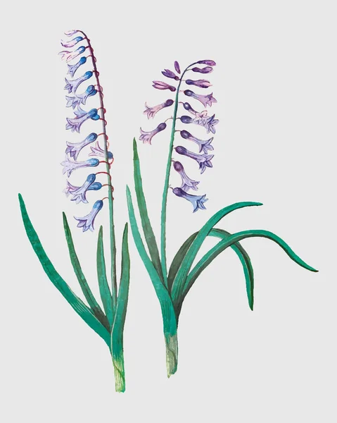 Урожай Гіацинтової Квітки Ілюстрація Векторі — стоковий вектор