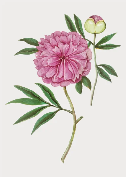 Vintage Kwiat Piwonii Ilustracja Wektorze — Wektor stockowy