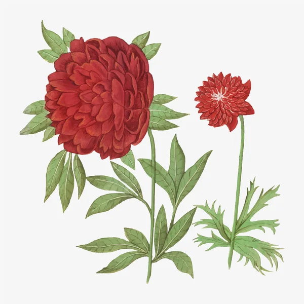 Vintage Peony Anemone Bloem Illustratie Vector — Stockvector