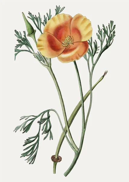 Vintage Saffraan Gekleurde Eschscholzia Voor Decoratie — Stockvector