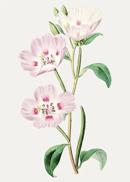 复古粉红色的花装饰 — 图库矢量图片