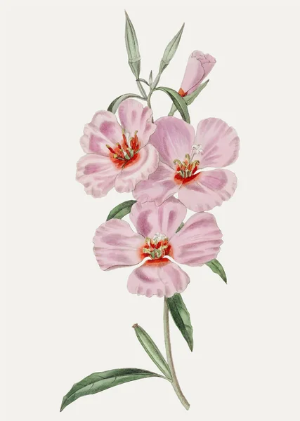 Урожай Рожевий Рудий Годеція Гілка Прикраси — стоковий вектор