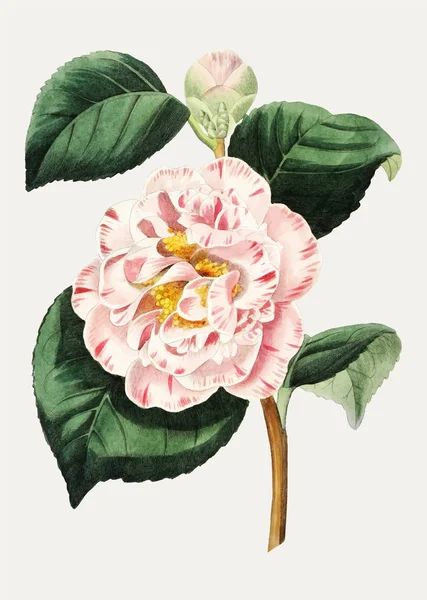 Rama Flores Camelia Invencible Gris Vintage Para Decoración — Archivo Imágenes Vectoriales