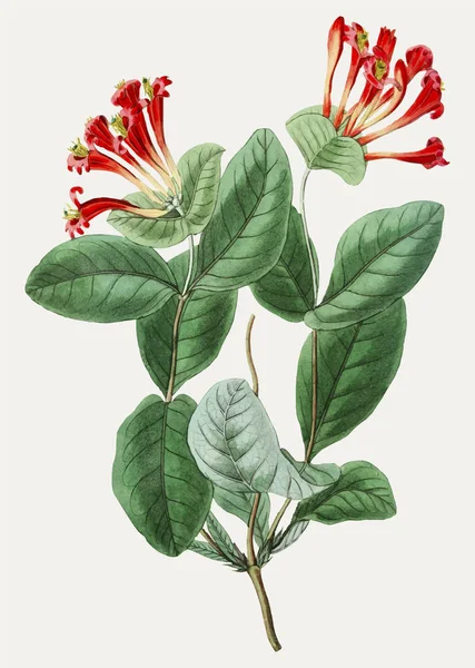 Vintage Noroeste Flor Madressilva Para Decoração — Vetor de Stock
