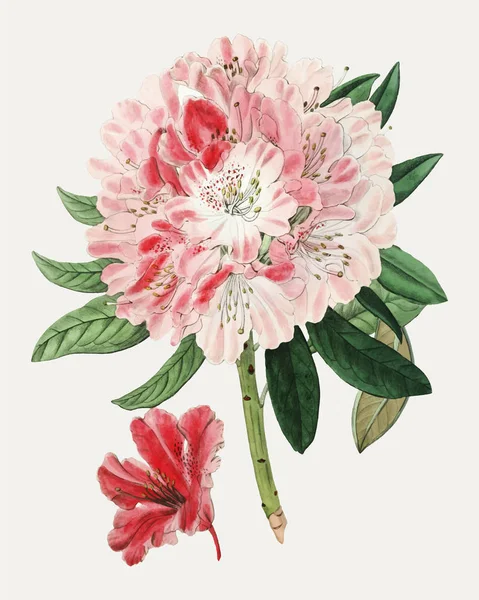 Vintage Szép Rhododendron Virágos Dekoráció — Stock Vector