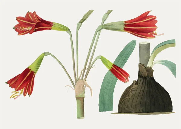 Rama Flores Habranthus Phycelloides Vintage Para Decoración — Archivo Imágenes Vectoriales