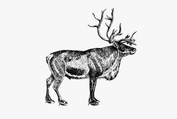 Drawing Wild European Reindeer — Stock Vector