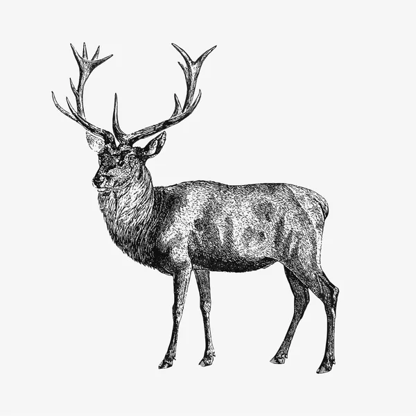 Rysunek Red Deer — Wektor stockowy