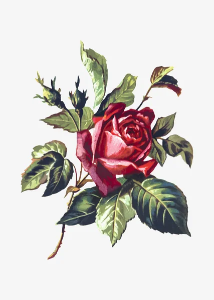 Vecteur Illustration Rose Rouge — Image vectorielle
