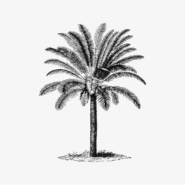 Tropical Palm Tree Obrázek Vektor — Stockový vektor