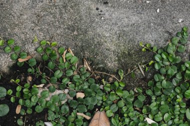 Arka plan tropikal Madeira Asma yaprakları