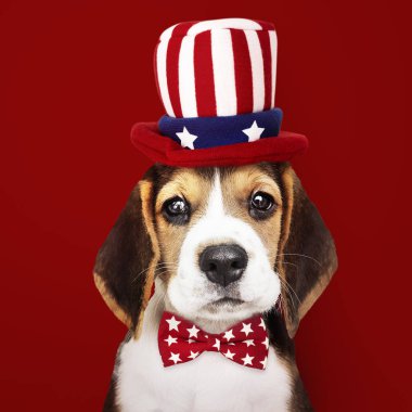 Sevimli Beagle köpek Sam Amca şapka ve kravat