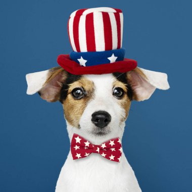 Şirin Jack Russell Terrier Sam Amca şapka ve kravat