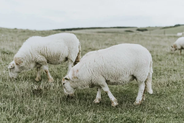 Sheep Grazing Grass Land — Stock Photo, Image