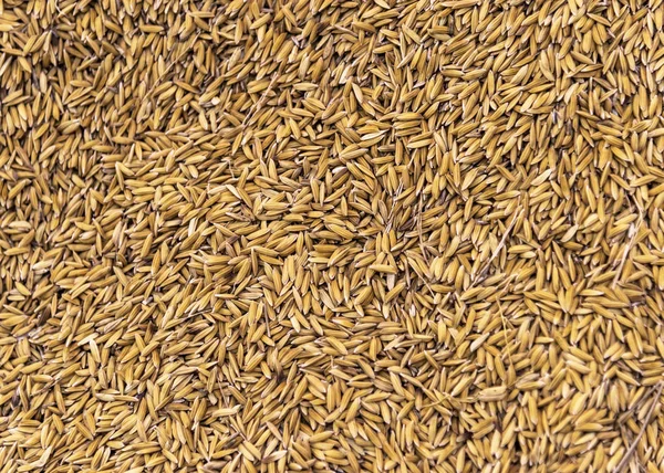 Orange Dried Grains Textured Background — Stock Photo, Image