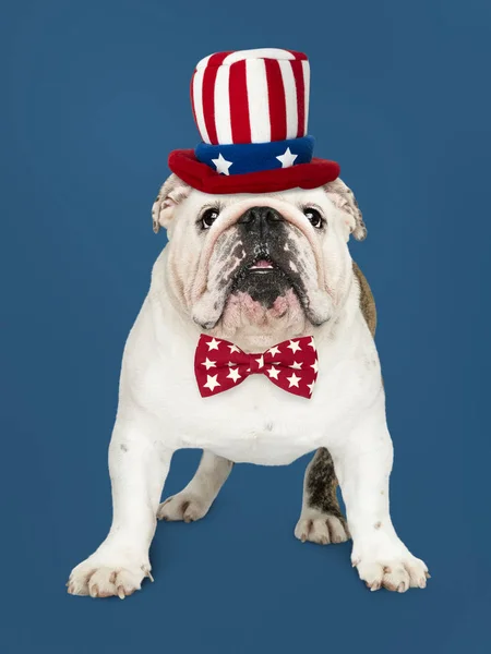 Cute White English Bulldog Puppy Uncle Sam Hat Bow Tie — Stock Photo, Image