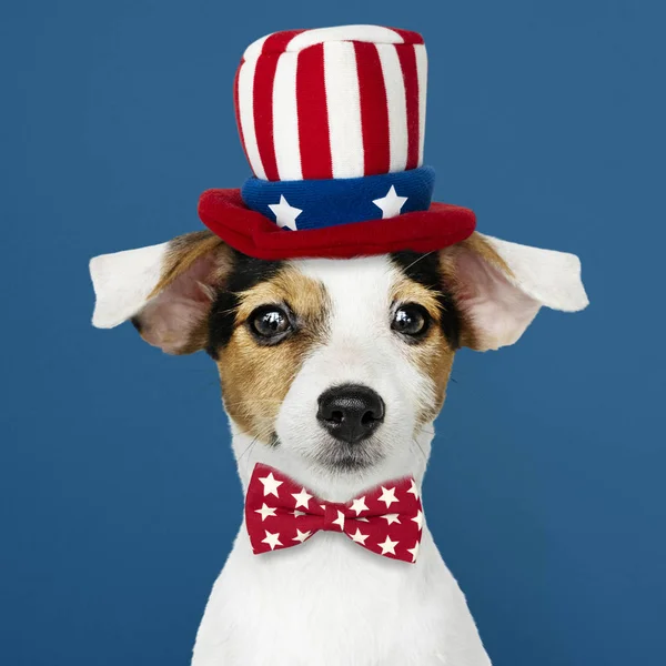 Bonito Jack Russell Terrier Chapéu Tio Sam Gravata Borboleta — Fotografia de Stock