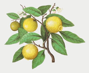 Vintage limon şube illüstrasyon
