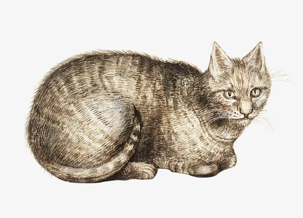 Vintage Domestic Cat Illustration — Stock Photo, Image