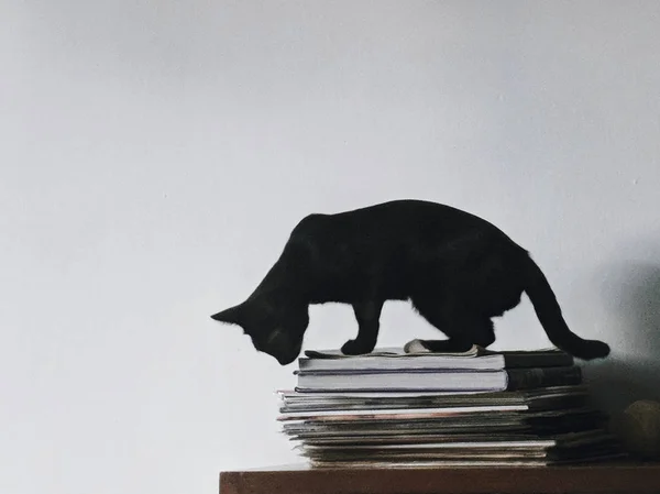 Чорний Кіт Купі Книг — стокове фото
