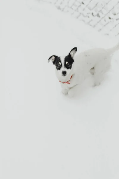 雪に覆われた庭を歩いている犬 — ストック写真