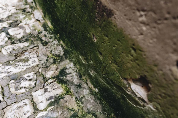 Зеленые Скалы Моря — стоковое фото