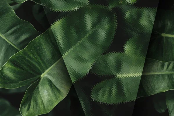 Tropical Anthurium Folhas Texturizadas Fundo — Fotografia de Stock