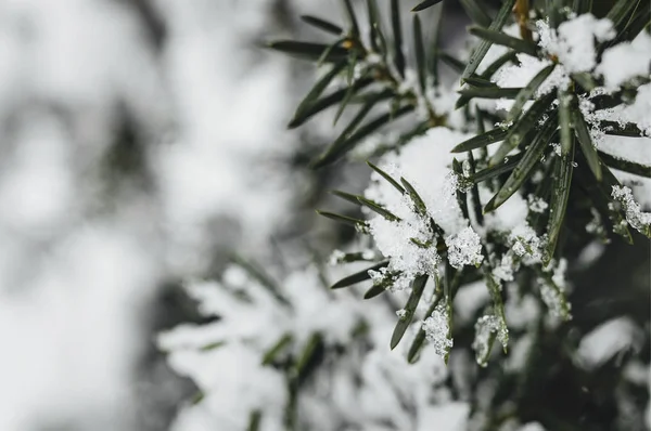 Fechar Abeto Coberto Neve — Fotografia de Stock