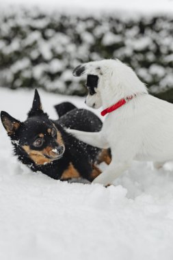 Karlı bir parkta oynayan köpekler
