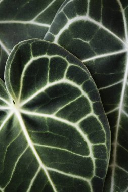 Xanthosoma yaprakları yakın çekim