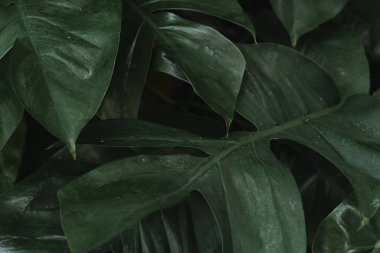 Monstera delicosa dokulu arka plan bırakır