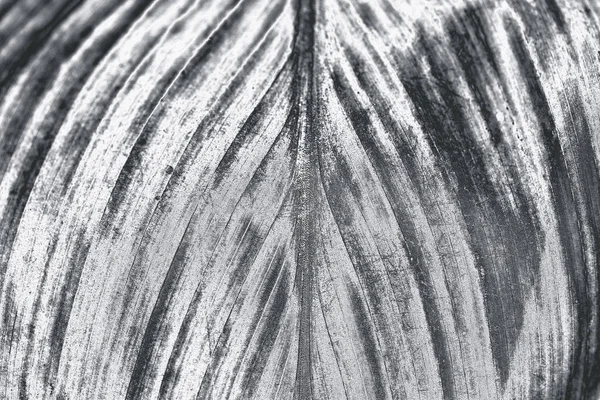Детальний Срібний Лист Текстурованого Фону — стокове фото