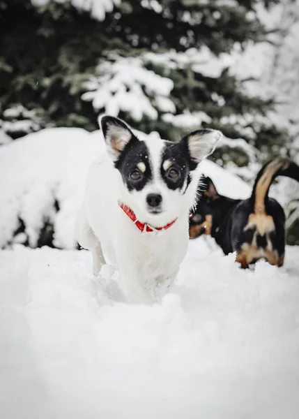 Σκυλιά Που Παίζουν Ένα Χιονισμένο Πάρκο — Φωτογραφία Αρχείου