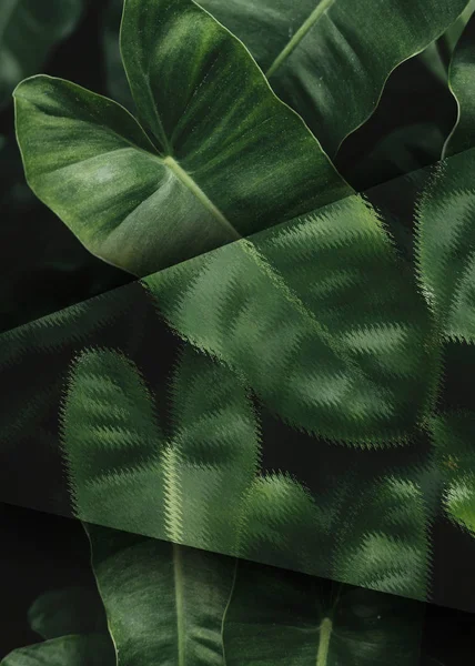 Tropical Anthurium Folhas Texturizadas Fundo — Fotografia de Stock