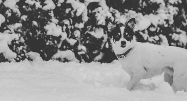 Hond Wandelen Een Sneeuw Bedekte Tuin — Stockfoto