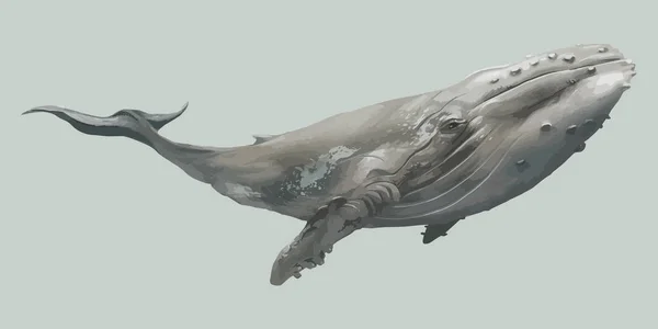 Плаваючий Ізольований Сірий Кит Вектор — стоковий вектор