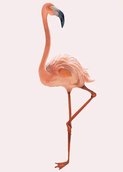 Ροζ Φλαμίνγκο Στέκεται Στην Απεικόνιση Πόδι — Διανυσματικό Αρχείο