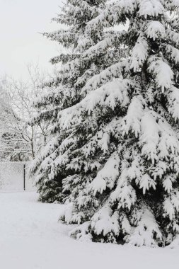Bir parkta kar kaplı ladin