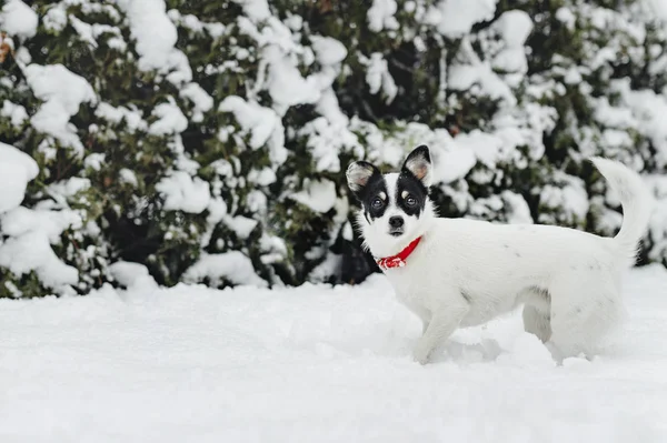Σκύλος Που Περπατά Ένα Χιόνι Σκεπαστό Κήπο — Φωτογραφία Αρχείου