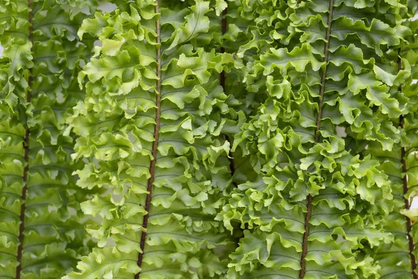 Boston Fern Yapraklar Closeup — Stok fotoğraf