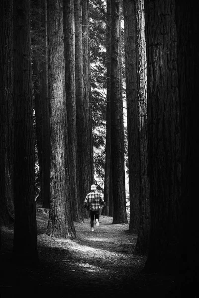 Homme Perdu Courant Dans Une Forêt Pins — Photo