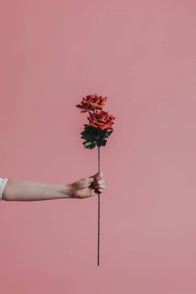 Hermosa Rosa Roja Para San Valentín — Foto de Stock